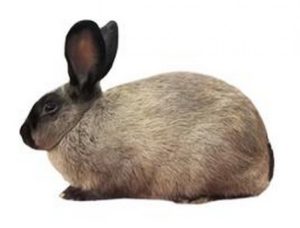 Conejo American Sable