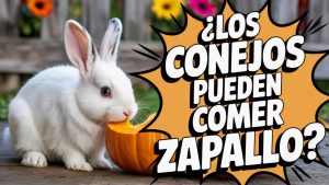 ¿Los conejos pueden comer zapallo?