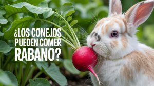 ¿Los conejos pueden comer rabano?