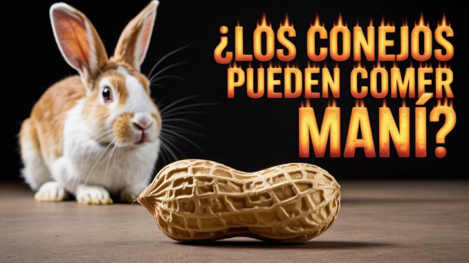 Los conejos pueden comer mani