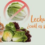 ¿Qué lechuga pueden comer los conejos?