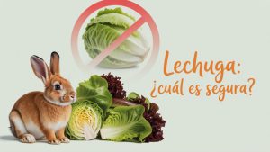 ¿Qué lechuga pueden comer los conejos?