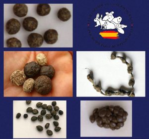 Tipos de popo de conejo