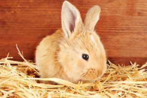 Cuánto tiempo puede sobrevivir un conejo sin comer