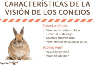 Los conejos y su aguda visión nocturna