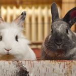 Cómo Ganarse la Confianza de un Conejo: consejos clave