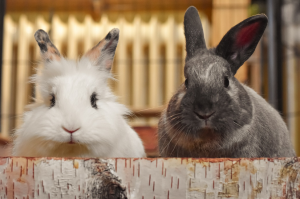 Cómo Ganarse la Confianza de un Conejo: consejos clave