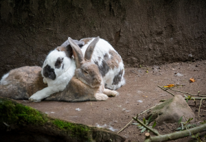 el lenguaje de los conejos