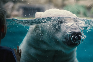 Oso polar