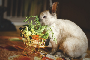 Curiosidades sobre la Alimentación de Conejos: 10 Datos Asombrosos