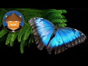 ¿Qué pasa con las mariposas?