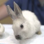 Primeros auxilios para conejos
