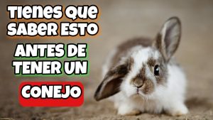 Secretos de la Vista de los Conejos
