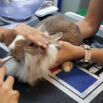 Revisiones Veterinaria para tu Conejo