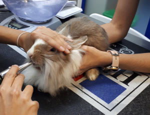 Revisiones Veterinaria para tu Conejo