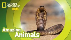 Cobra real