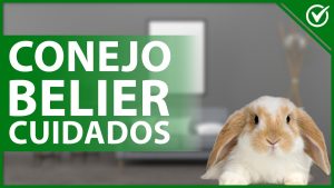 Conejos de orejas caídas