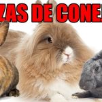 Conejos de razas mixtas