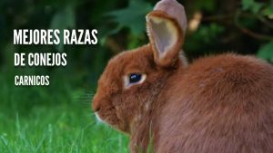 Conejos de razas puras