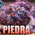 Pez piedra