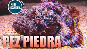 Pez piedra