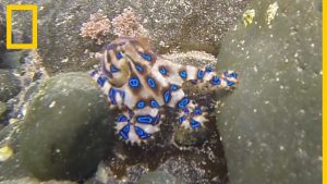 Pulpo de anillos azules