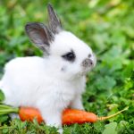 Conejos enanos como mascotas