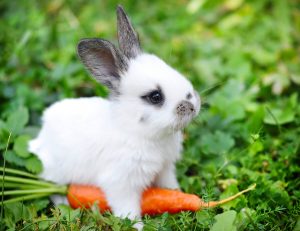Conejos enanos como mascotas