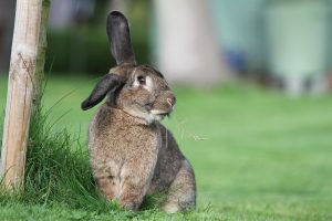 Razones por las que los Conejos se Escapan y Cómo Evitarlo