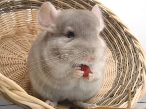 Cómo prevenir y tratar el golpe de calor en las chinchillas