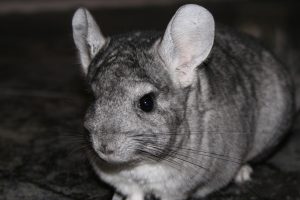 Cómo prevenir y tratar el golpe de calor en las chinchillas