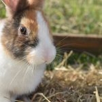 ¿Tu conejo mascota sabe su nombre?