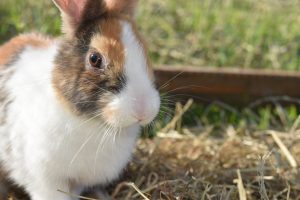 ¿Tu conejo mascota sabe su nombre?