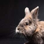 Conjuntivitis en conejos s&iacute;ntomas y qu&eacute; hacer