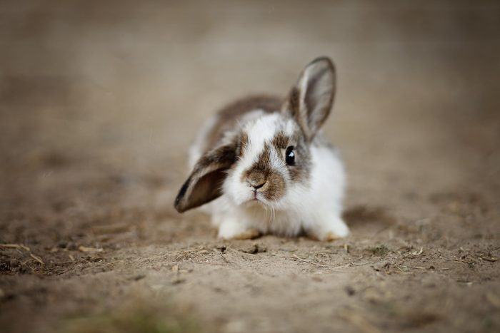 Mi conejo tiene un golpe de calor: &iquest;qu&eacute; debo hacer inmediatamente?