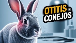 Otitis en Conejos