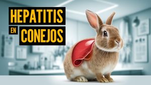 HEPATITIS CONEJOS