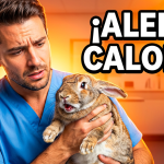 Golpe de calor en conejos: síntomas, qué hacer urgentemente y cómo prevenirlo