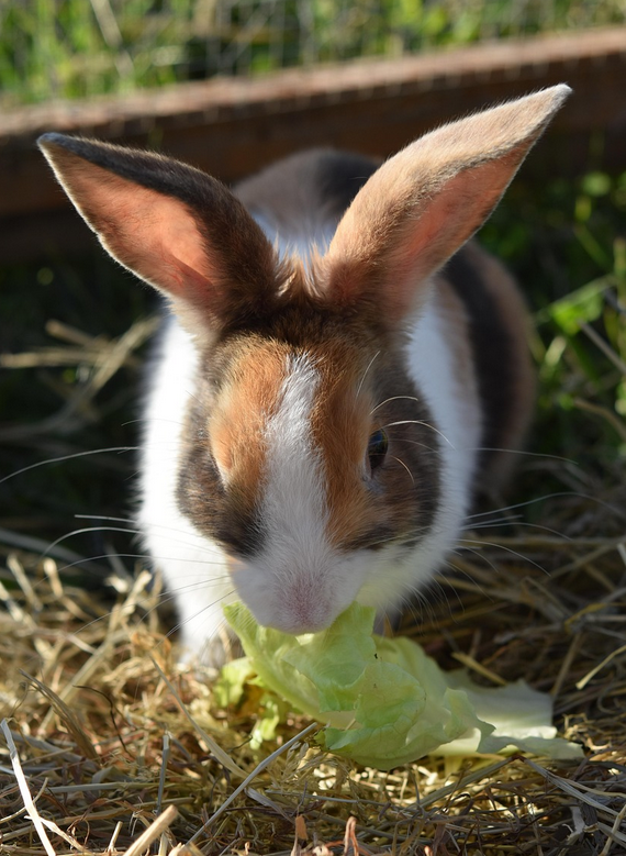 &iquest;Los conejos pueden comer lechuga iceberg? Todo lo que debes saber