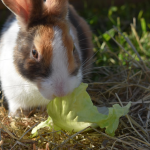 &iquest;Los conejos pueden comer lechuga iceberg? Todo lo que debes saber