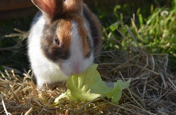 ¿Los conejos pueden comer lechuga iceberg?