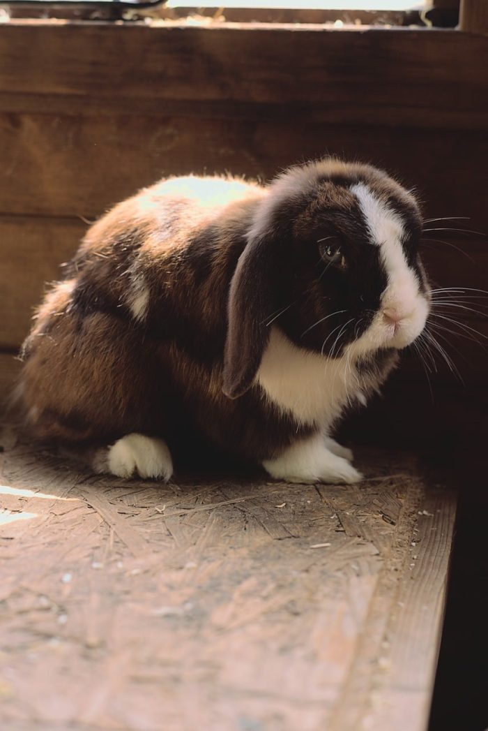 &iquest;Por qu&eacute; mi conejo se come la pared?&nbsp;