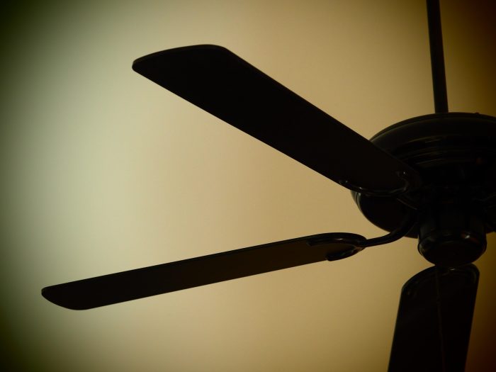 &iquest;Los conejos pueden tener ventilador? La verdad sobre si es seguro usarlo para refrescarlos