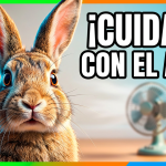 &iquest;Los conejos pueden tener ventilador? La verdad sobre si es seguro usarlo para refrescarlos